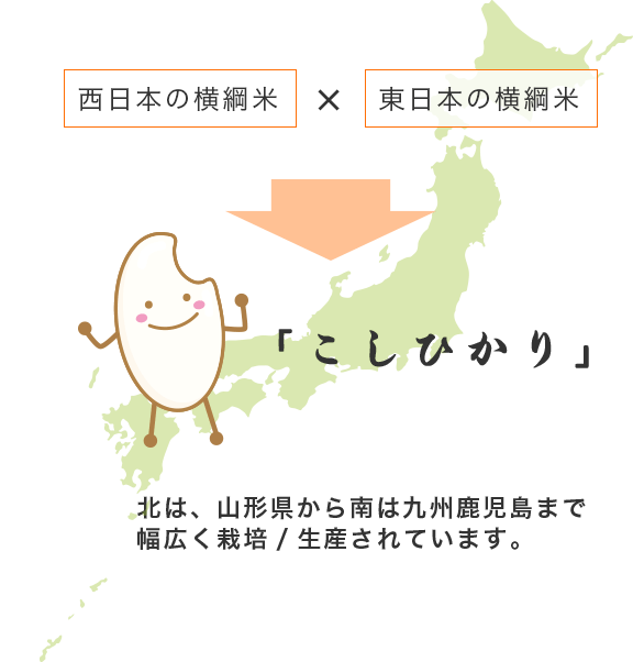 西日本の横綱米×東日本の横綱米　北は、山形県から南は九州鹿児島まで幅広く栽培/生産されています。